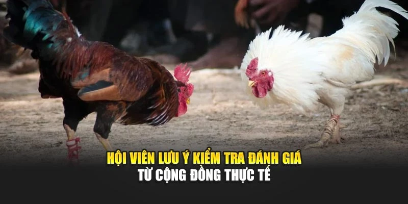 Hội viên lưu ý kiểm tra đánh giá từ cộng đồng thực tế