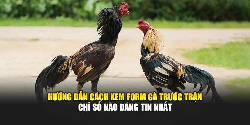 Hướng dẫn cách xem form gà trước trận – chỉ số nào đáng tin nhất
