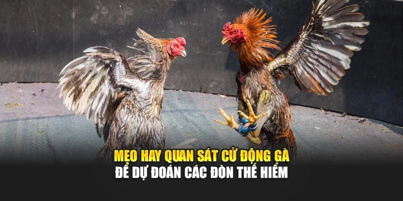 Mẹo hay quan sát cử động gà để dự đoán các đòn thế hiểm